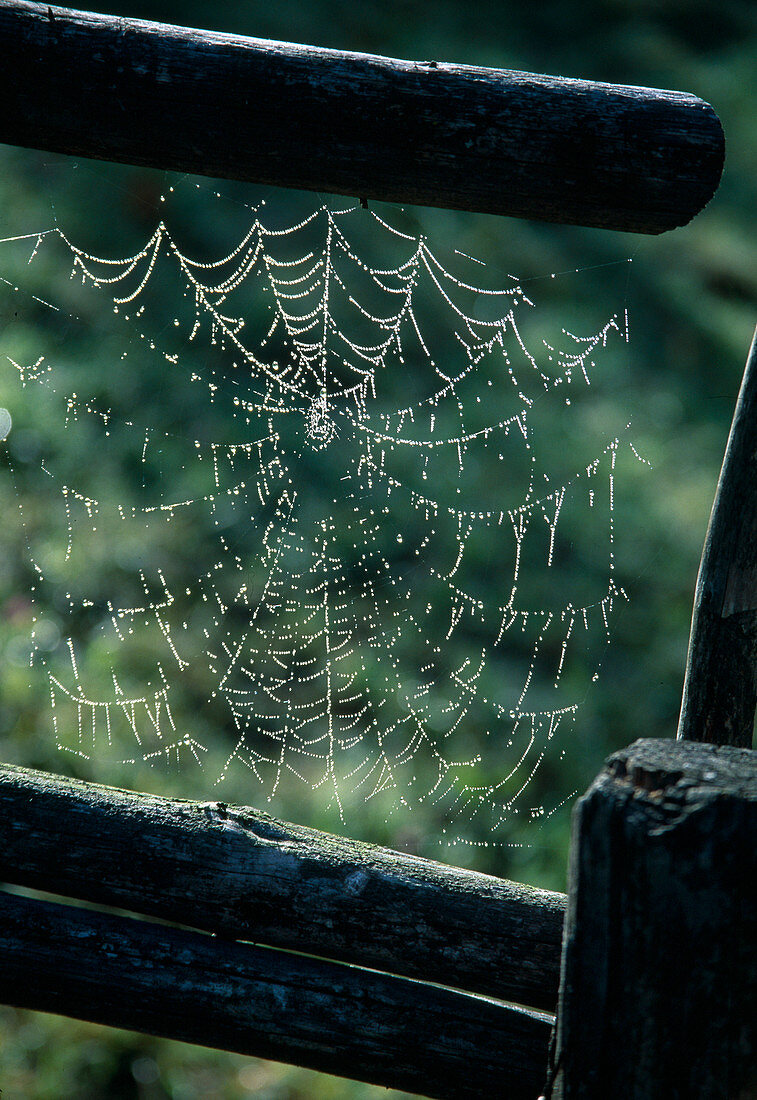 Keuz spider's web with water drops