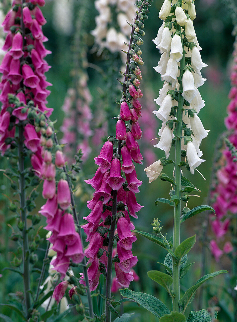 Digitalis purpurea (red foxglove) flower panicles