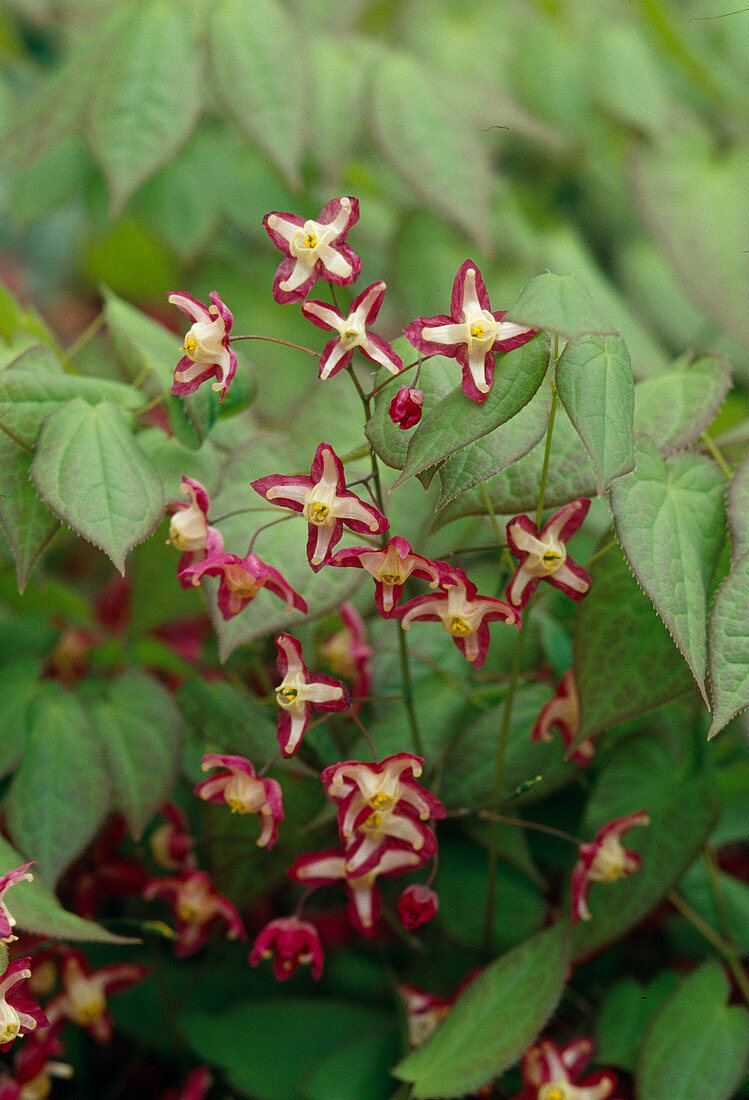 Epimedium alpinum (alpine ivy flower), flowers red-yellow