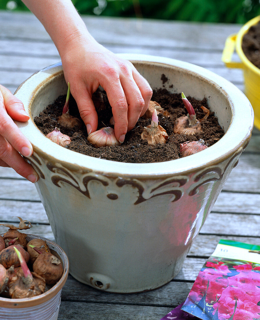 Gladioli in beige bucket