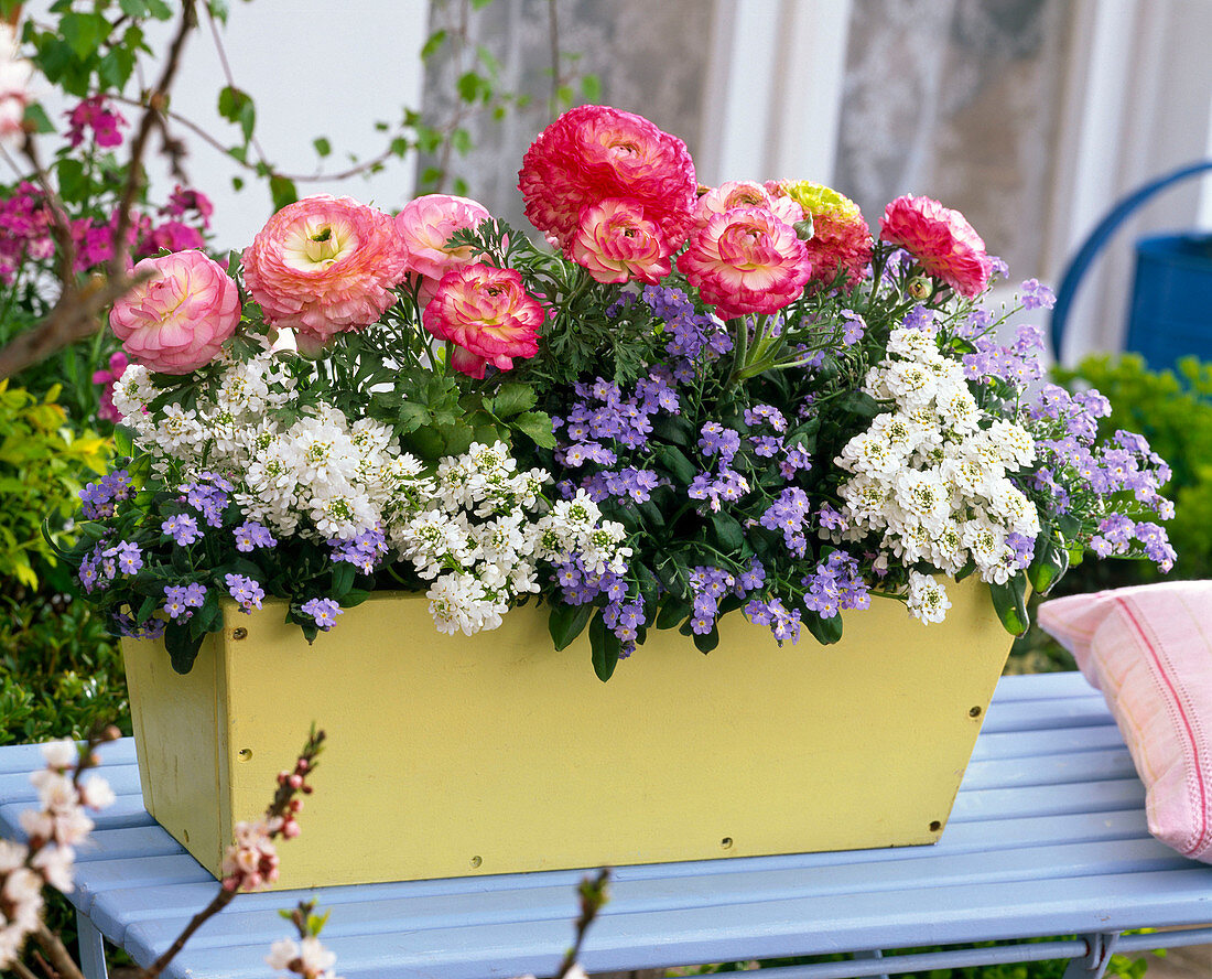 Light yellow wooden balcony box with red and white ranunculus (buttercups)