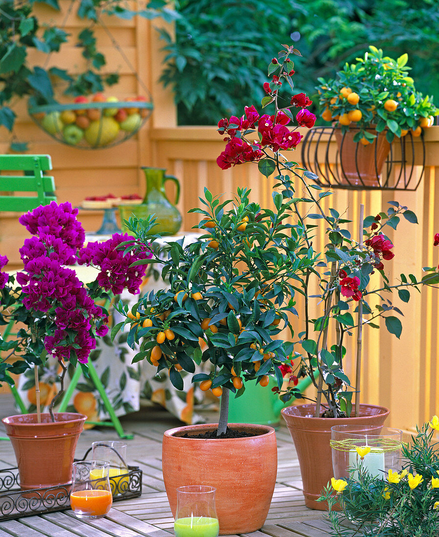 Citrus fortunella (Kumquat), Bougainvillea, Oenothera (Evening Primrose)