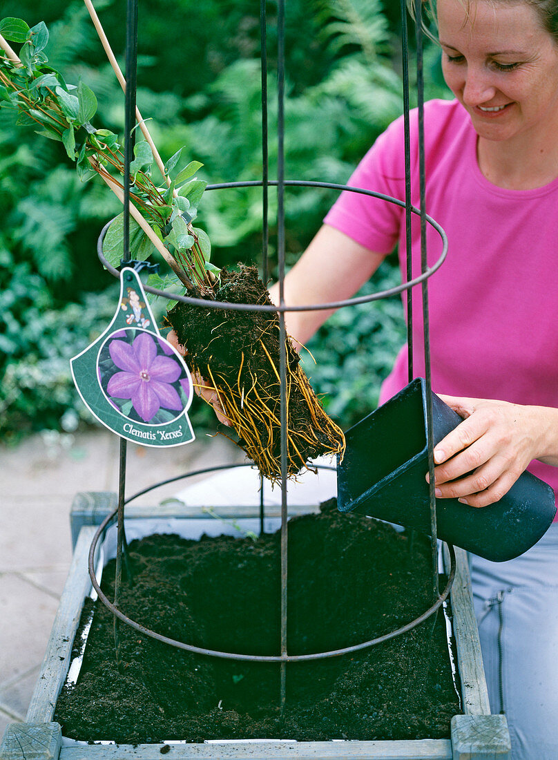 Planting clematis in a wooden pot (3/9)