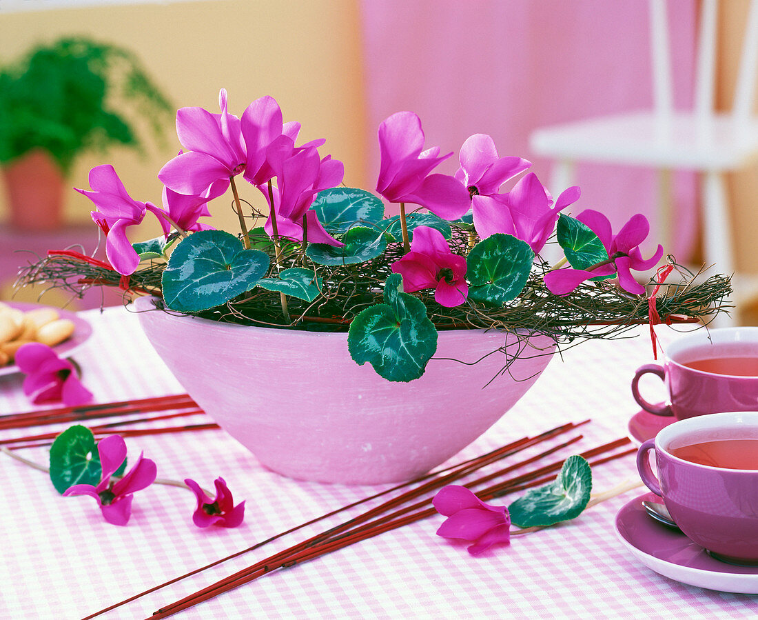 Cyclamen arrangement in pink jardiniere (7/7)