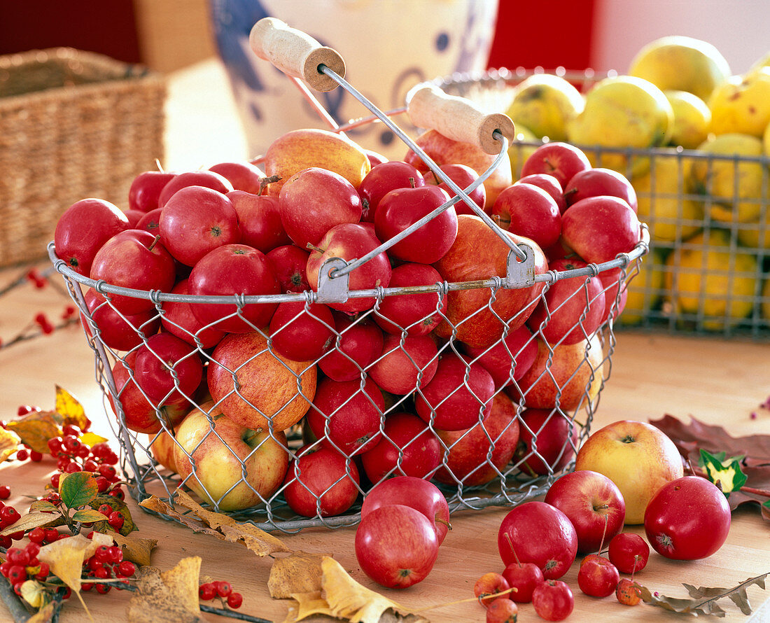 Wire basket with Malus (apples)