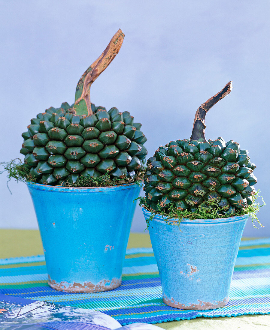 Pandanus utilis (Früchte vom Schraubenbaum)