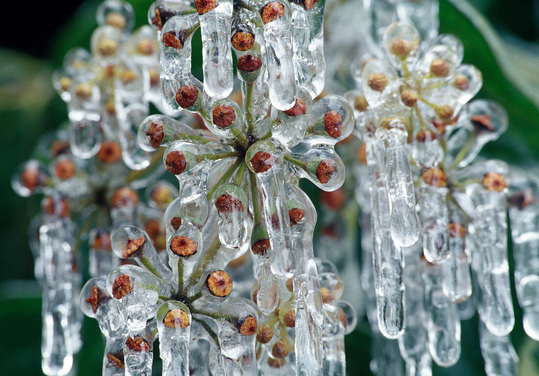 Knospen von Hedera helix (Efeu) unter Eis