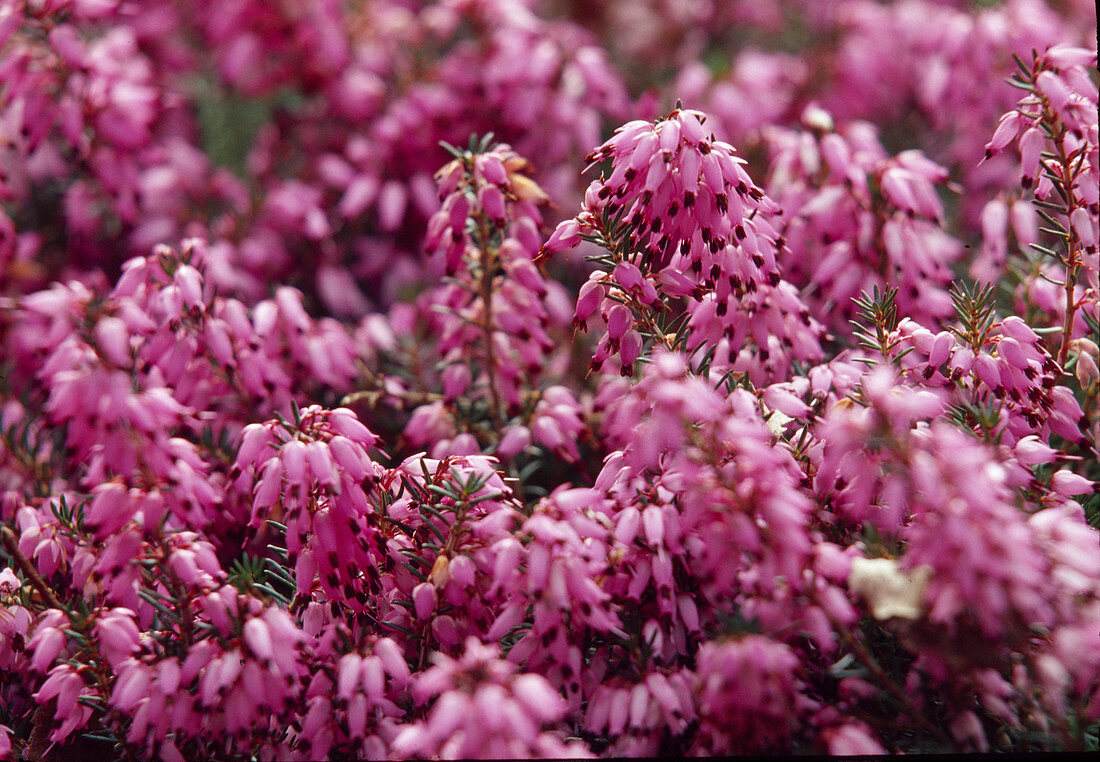 Pink flowers of Erica carnea 'March Seeding' (snow heather)