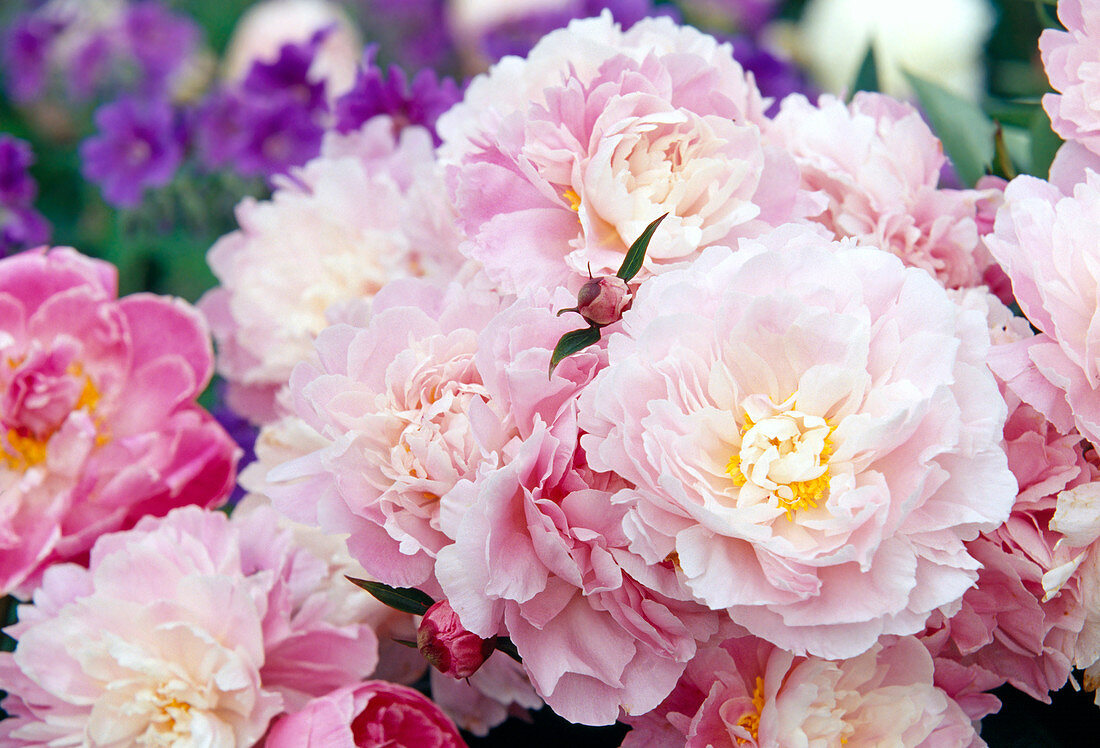 Pink flowers of Paeonia lactiflora 'Bingen' (peony)