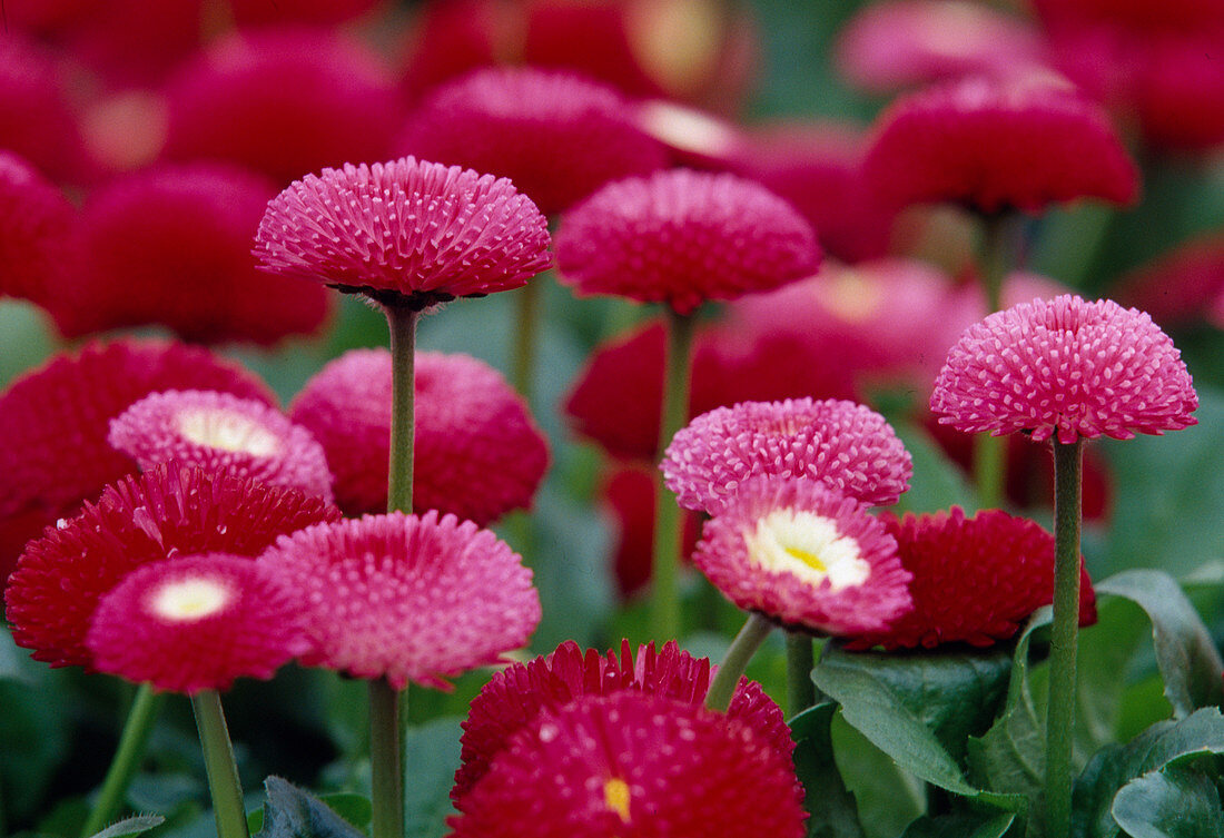 Fuchsia flowers of Bellis perennis (daisies)