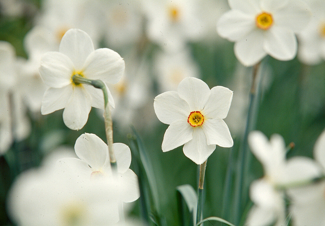 White flowers of Narcissus Poeticus 'Actaea' (poet's daffodils)