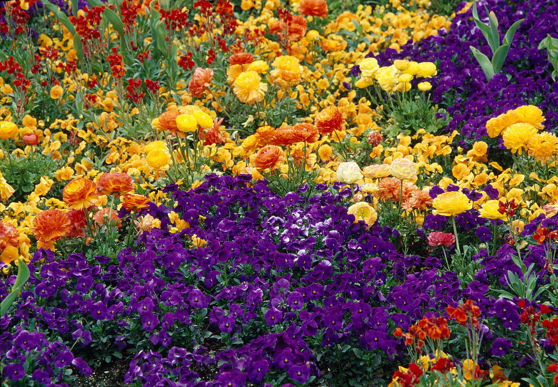Spring bed with orange and yellow Ranunculus asiaticus
