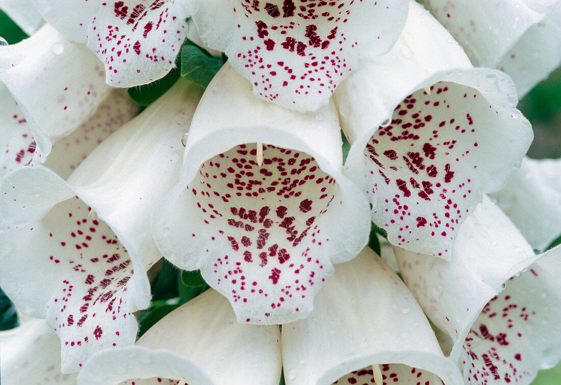 Weiße Blüten von Digitalis purpurea 'Alba' (Fingerhut) mit roten Punkten