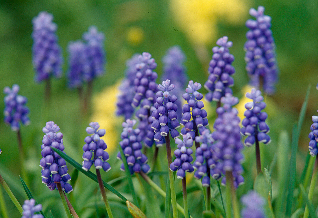 Blaue Blüten von Muscari armeniacum (Traubenhyazinthen)