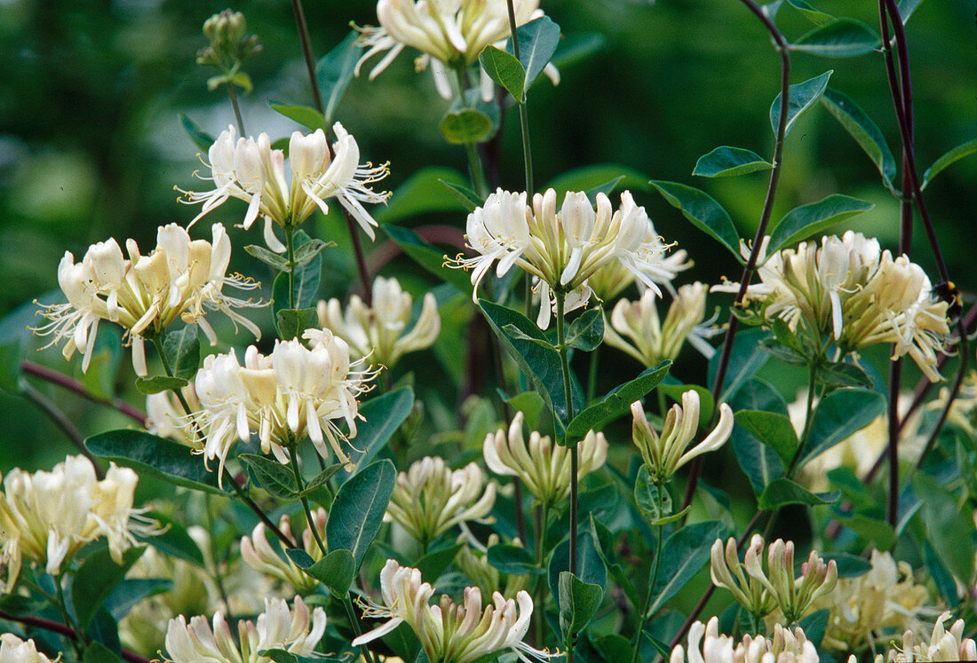 White flowers of Lonicera periclymenum 'Graham Thomas'