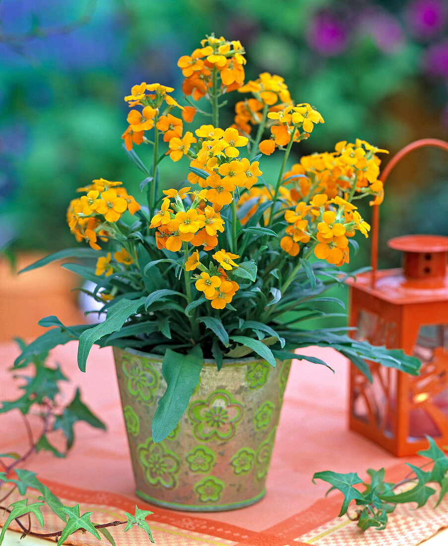 Erysimum Citrona 'Orange' (Golden violet)