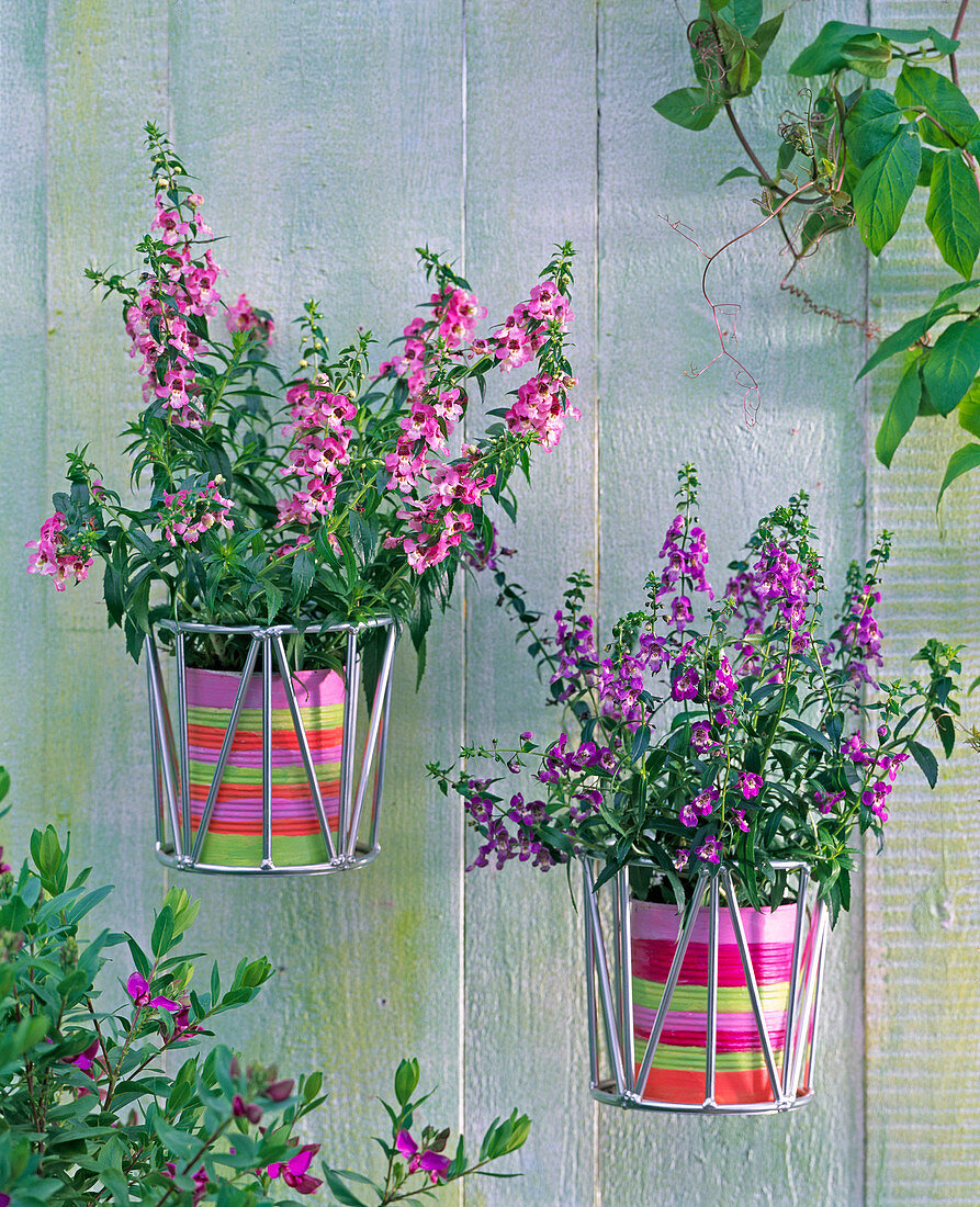 Angelonia Angelmist 'Dark Lavender', 'Dark Rose'