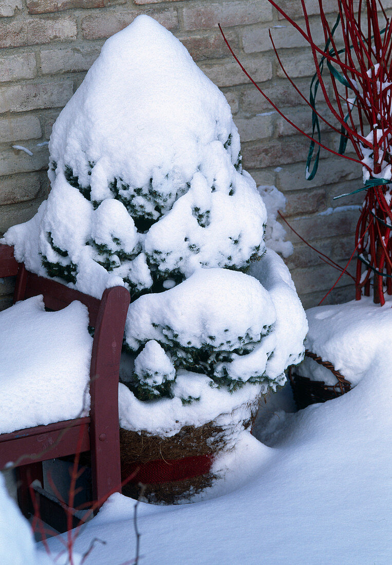 Picea glauca 'Conica' (Sugar loaf spruce) snowy