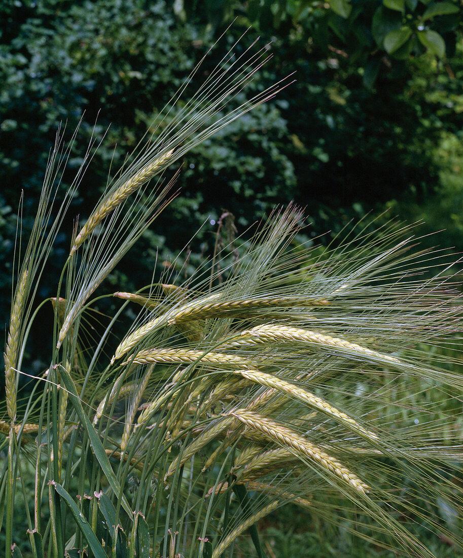 Hordeum (Gerste)