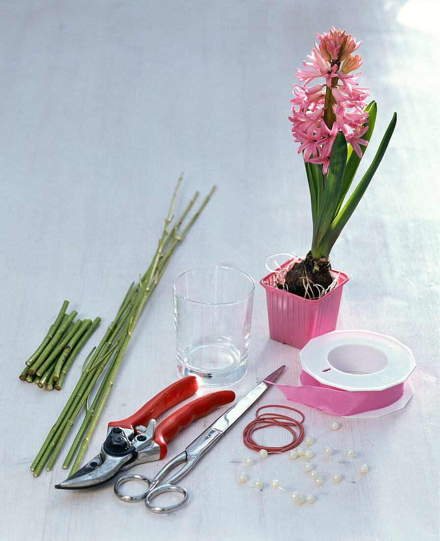 Hyacinths in glass decorated with dogwood branches