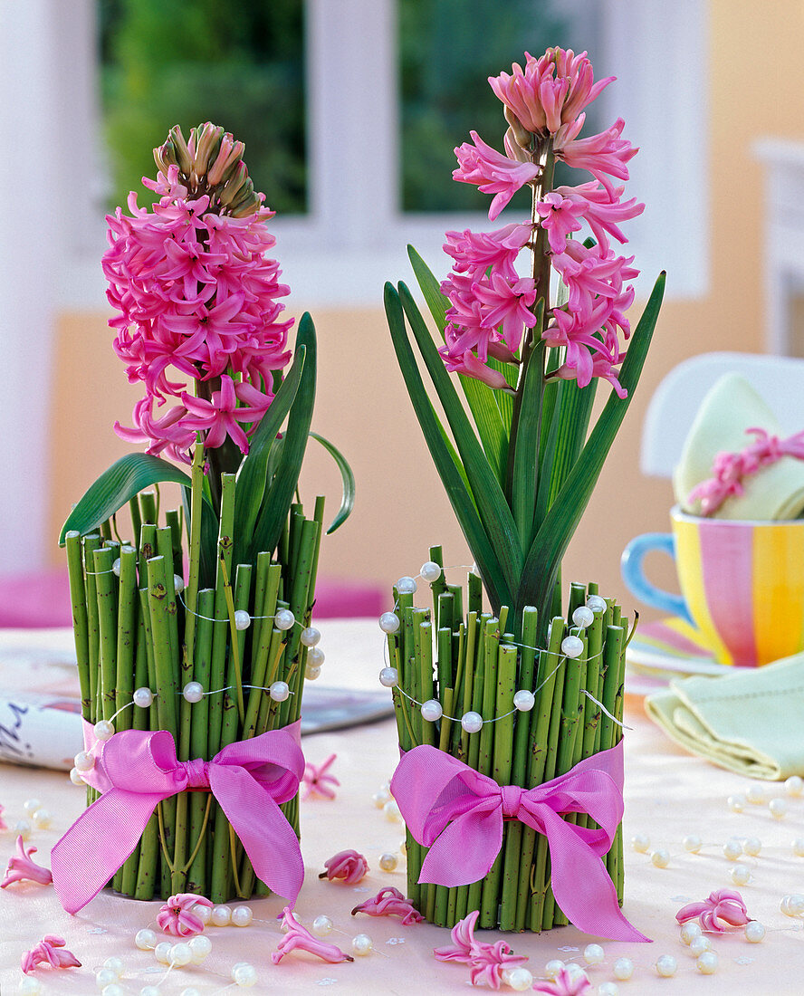 Hyacinths in glass decorated with dogwood branches