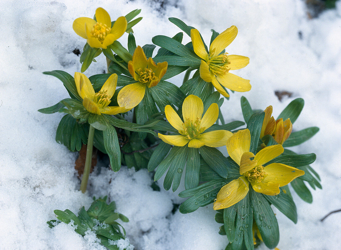 Eranthis hyemalis (Winterling) in the snow