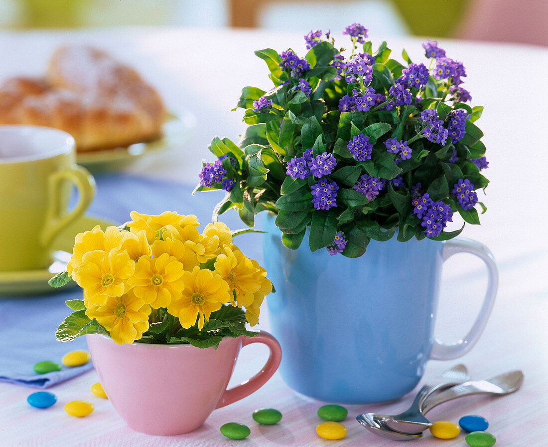 Myosotis (Vergißmeinnicht), Primula (Frühlingsprimel)