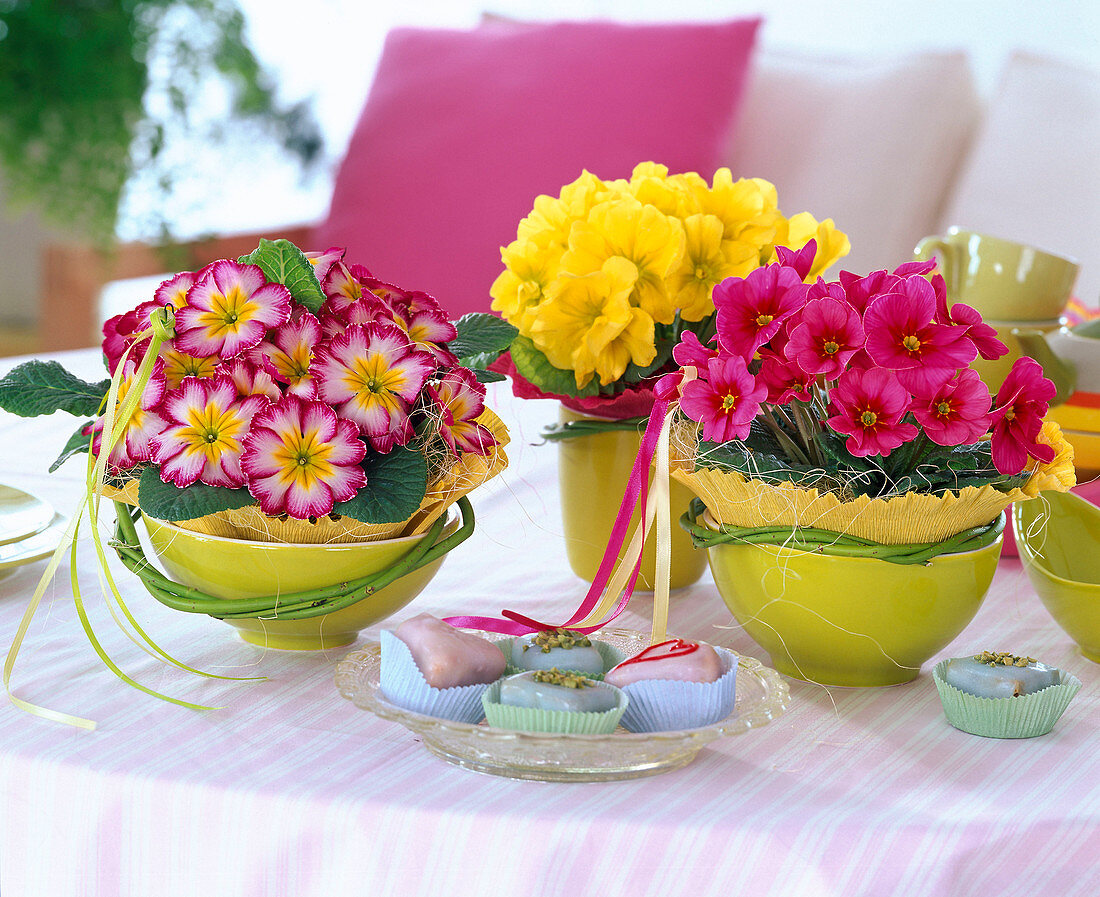 Primula acaulis (spring primrose) in shallow cups