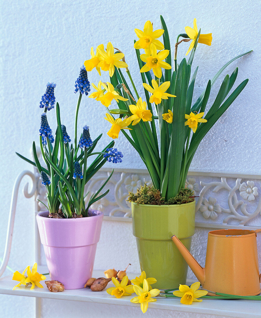 Narcissus 'Tete-a-Tete' (Narzissen), Muscari (Traubenhyazinthen)