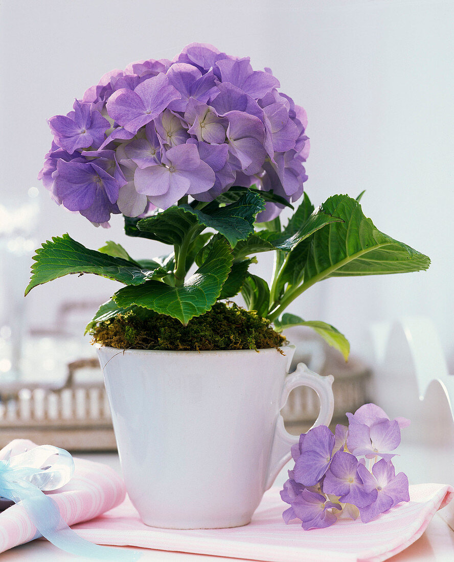 Hydrangea (blaue Hortensie) in weißem Kaffeebecher