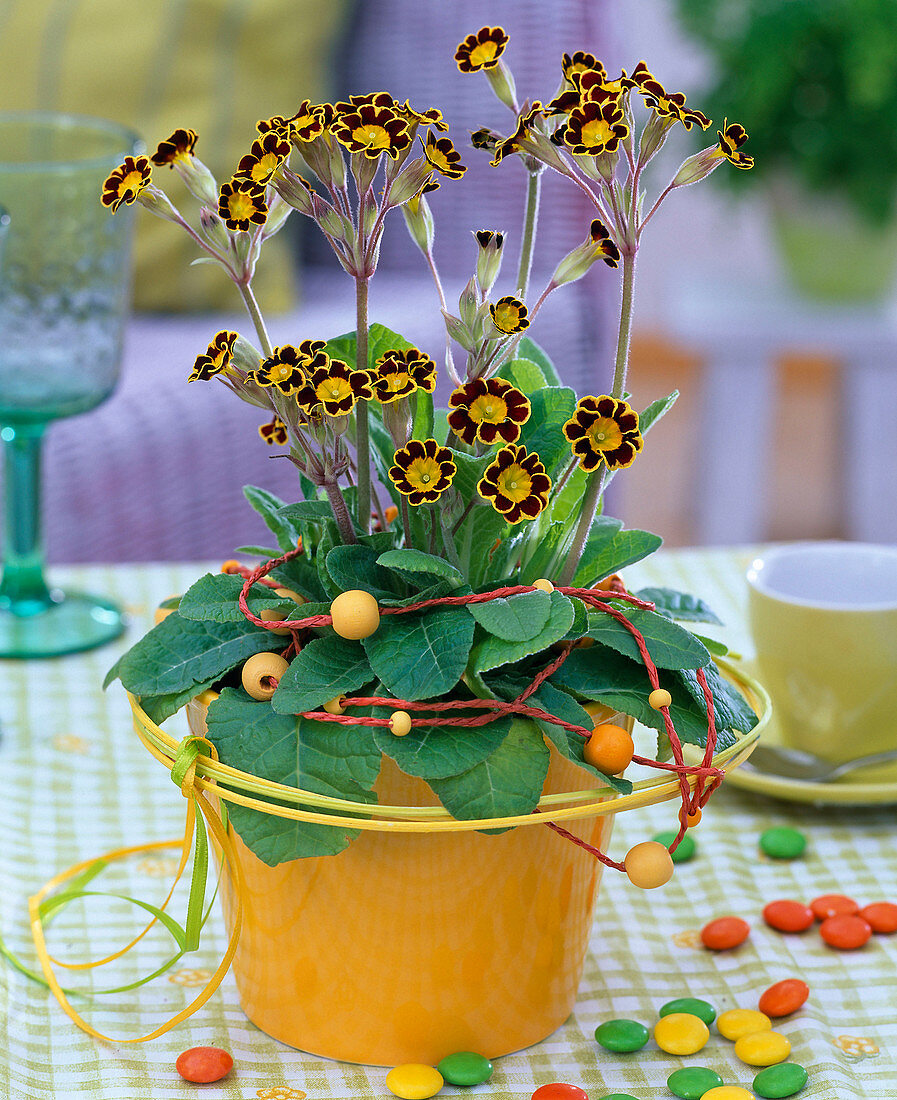 Primula polyantha 'Gold Laced' (Goldrand-Primel)