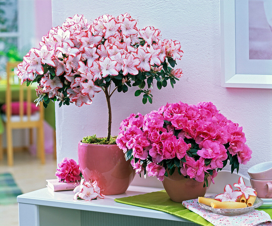 Rhododendron simsii (room azalea), stems and bush