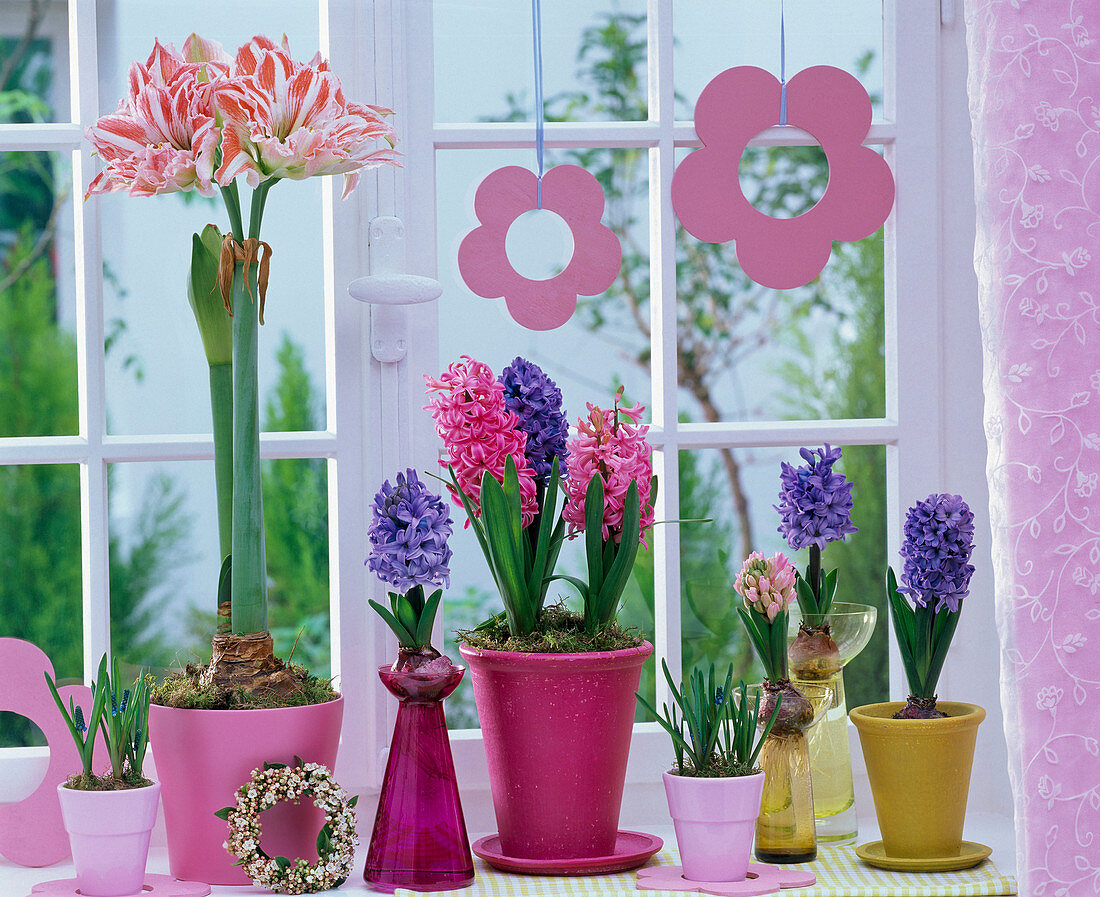 Hyacinthus (pink and blue hyacinths), Hippeastrum (amaryllis)