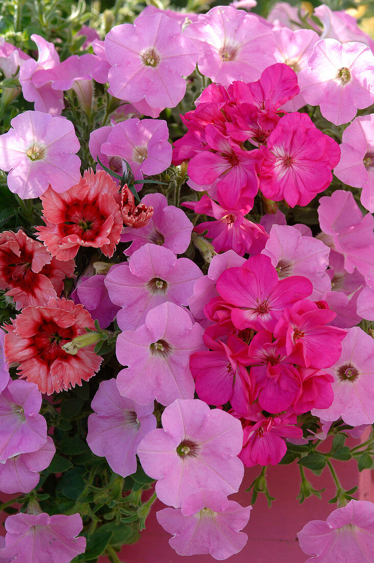 Petunia (Petunia, pink) and Pelargonium (Pelargonium, pink) flowers