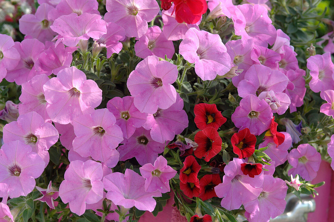 Pink flowers of Petunia (Petunia) and Million Bells