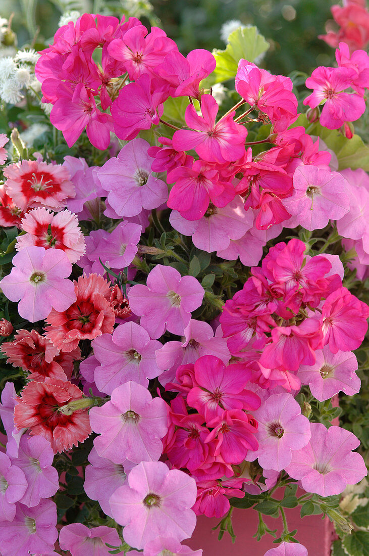 Blüten von Petunia (Petunien, rosa), Pelargonium (Pelargonien, pink) und Dianthus