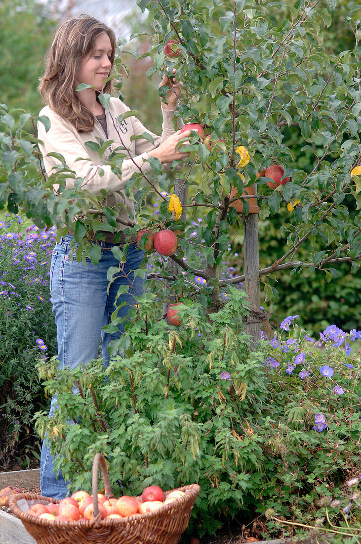 Frau pflückt Malus (Äpfel), Korb mit Äpfeln