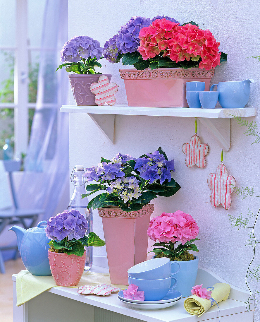 Hydrangea in blue, red and pink