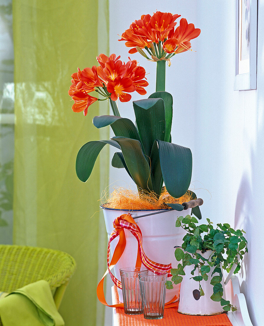 Clivia miniata (Klivie) in white enamel bucket, Ficus pumila