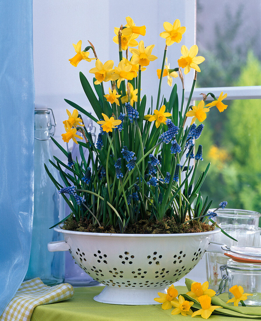 Narcissus 'Tete A Tete' (Daffodil), Muscari