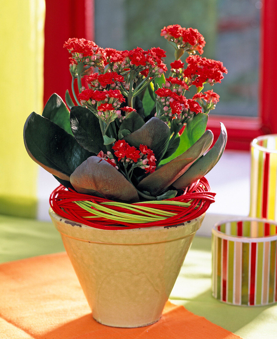 Kalanchoe blossfeldiana 'Calandiva Red' (Blazing Katy)