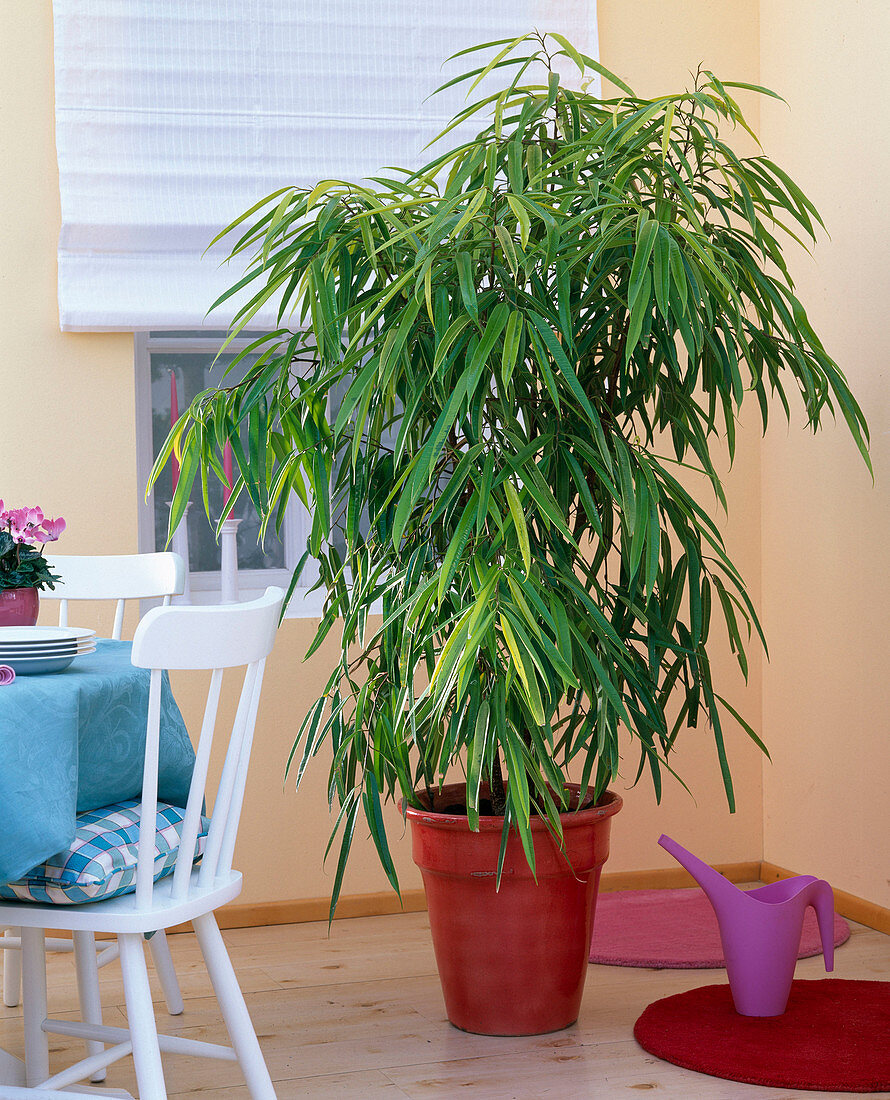 Ficus binnendijkii 'Amstel Gold' (Narrow-leaved gum tree)