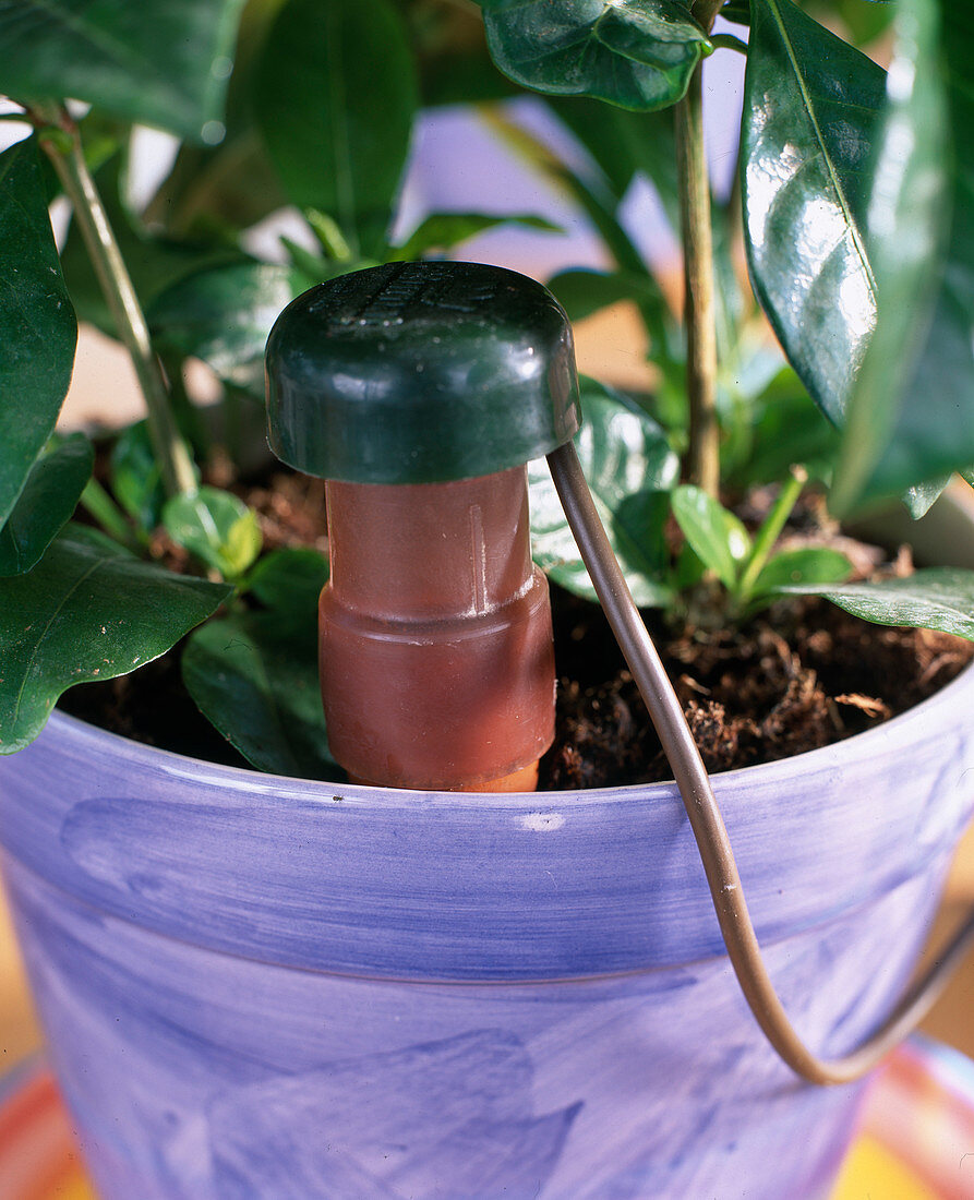 Blumat clay cone inserted into the pot