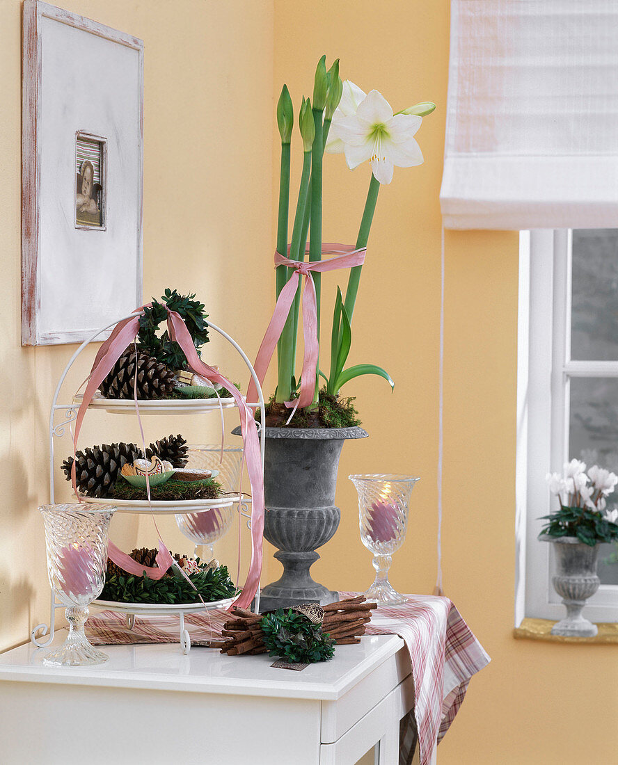 Hippeastrum-Hybride (Amaryllis, weiß) in grauem Eisenpokal