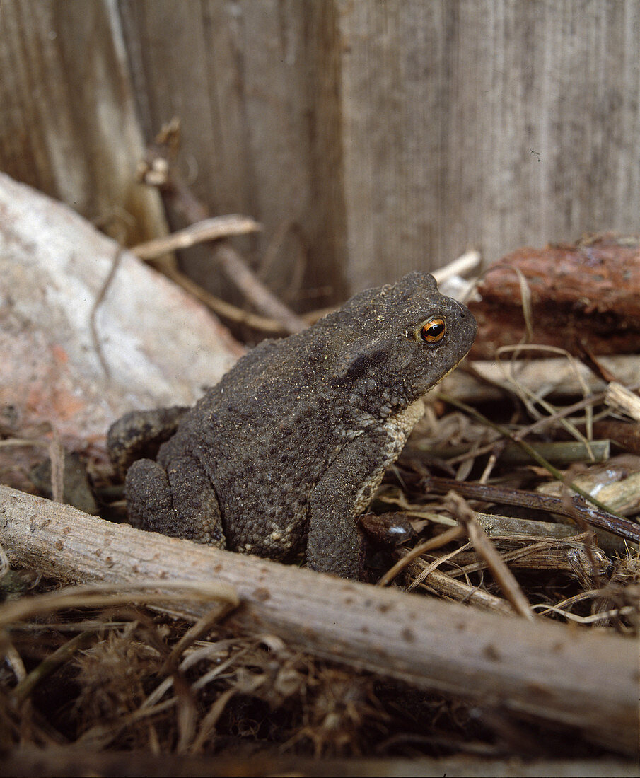 Earth toad