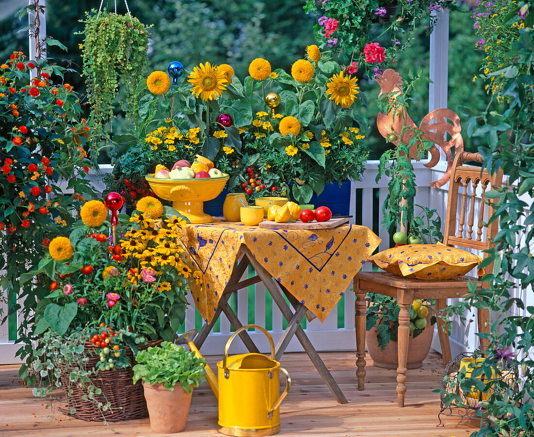 Balkon im Bauerngarten, Helianthus