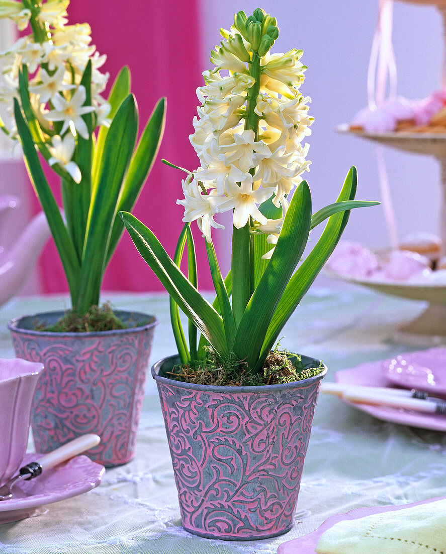 Hyacinthus (white hyacinths) in metal pots with relief