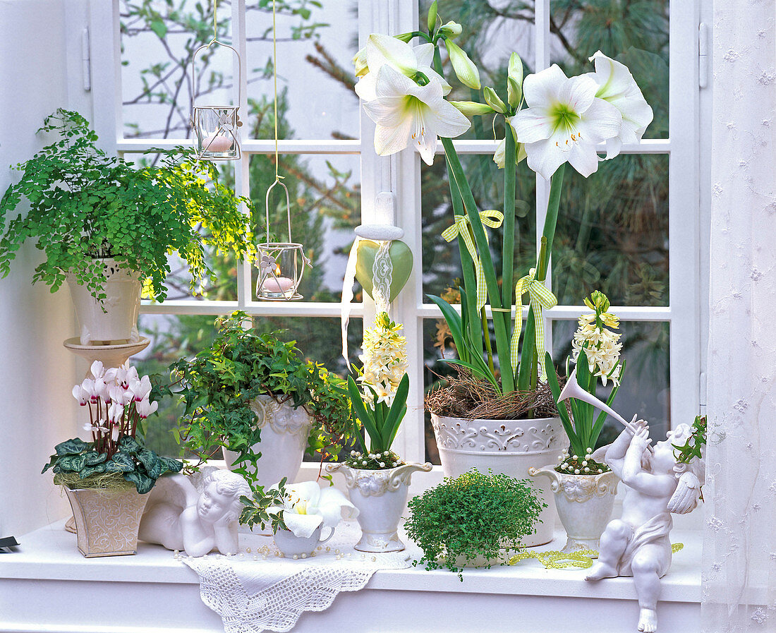 White winter window with Hippeastrum, Hyacinthus