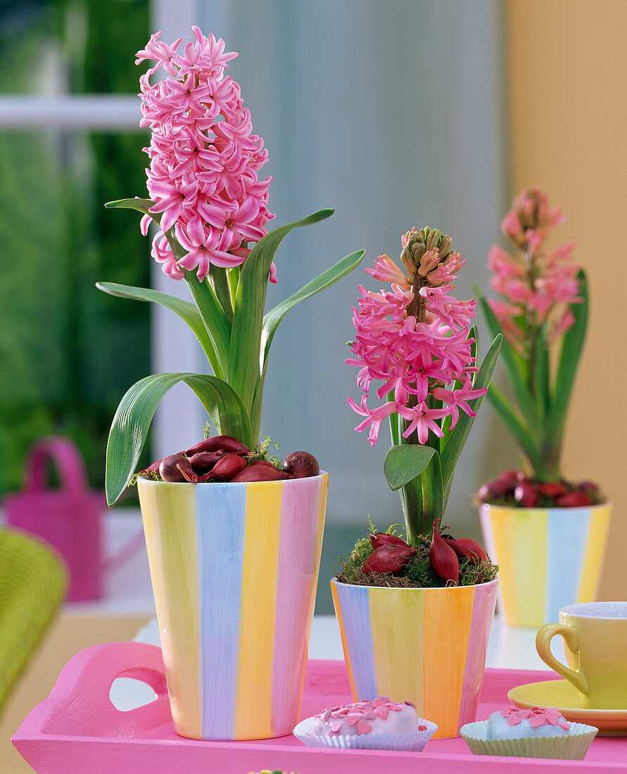 Hyacinthus (pink hyacinths) in striped pots