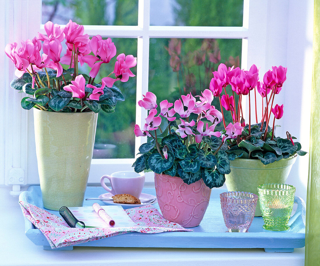 Cyclamen (Alpenveilchen) am Fenster